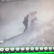 狗:要不是腿吓软了我早跑了